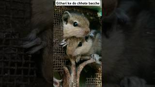 Gilhari ke do chhote bacche akele ❤️🤗 squirrel chipmunk shorts shortsfeed shortsviral love [upl. by Willetta]