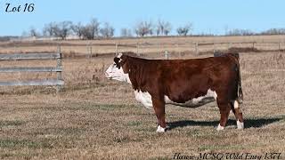 Lot 16 Harvie MCSQ Wild Envy 137L [upl. by Oigroeg]