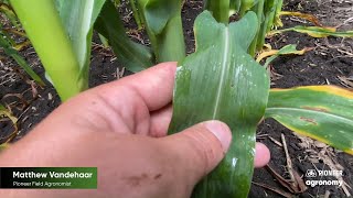 Scouting Fields for Leaf Diseases After Rain Events [upl. by Relyc527]