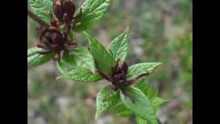 Plant portrait  Carolina allspice Calycanthus floridus [upl. by Howlond468]