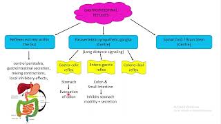 Gastrointestinal reflexes Chapter 63 part 4 Guyton and Hall Physiology [upl. by Danuloff]