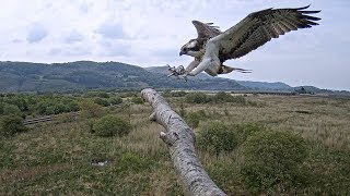 Tegid Returns Home [upl. by Marin]