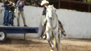 caballo bailador del guacho jose cocorit sonora [upl. by Ellerrad]