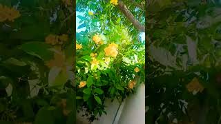 Tecoma plant ☘️🌵flowers 🥰ytshorts [upl. by Kohn806]