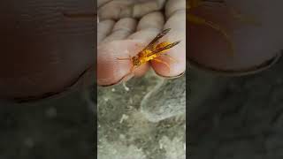 Ropalidia marginata dangerous on hand shortsvideo shorts flyingbeast [upl. by Addam]