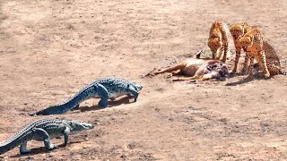 2 Crocodiles Chase 3 Cheetahs off Buck [upl. by Gauntlett523]