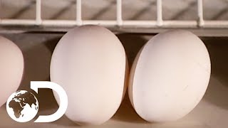 EGGS  How Its Made [upl. by Knudson]