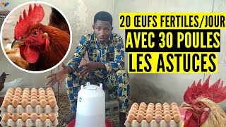 OBTENEZ 20 œufs fertilesJOUR comment installer le poulet goliath reproducteurs élevage de poulet [upl. by Inan]