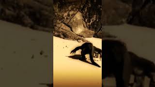 Wild Animal Video [upl. by Rains]