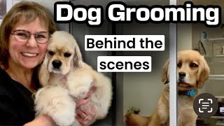 LIVE Dog Grooming Behind the Scenes 6 Poodles 2 full coat Maltese 3 Yorkies [upl. by Dadelos35]