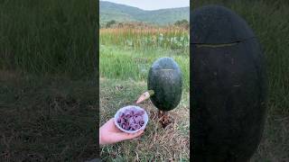 Survival Skills SIMPLE and USEFUL with soap and watermelonbushcraft camping outdoors [upl. by Manella721]