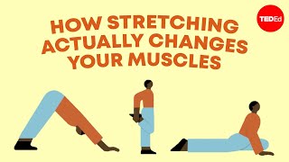 How stretching actually changes your muscles  Malachy McHugh [upl. by Ahsitneuq]