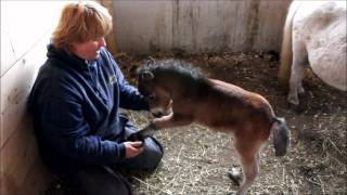 Petite Pouliche miniature horse au Ranch BBSM [upl. by Llenet]