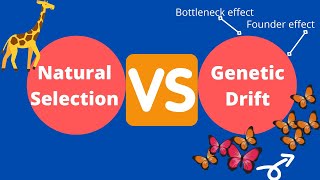 Natural Selection and Genetic Drift Bottleneck effect Founder effect [upl. by Vilberg853]