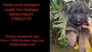 World Champion 3xV1 German Shepherd pups for sale Father  Leader Vom Radhaus [upl. by Eiramanin]