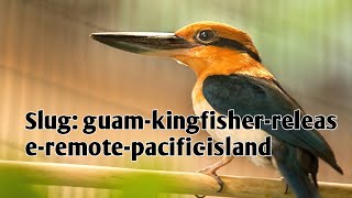 Slug guam kingfisher release remote pacific island [upl. by Naashom]