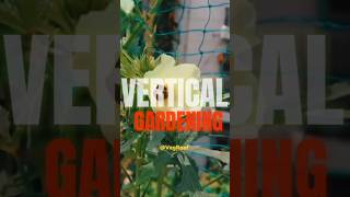 Vertical Vegetables Gardening In PVC Pipe  PVC pipe vertical gardening  shorts  VegRoof [upl. by Jessy]