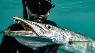 BARRACUDA PIZZA  Spearfishing catch amp cook with my Dads Pizza Oven [upl. by Neirda781]