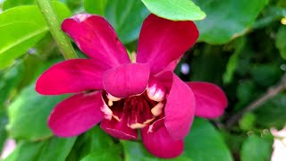 Calycanthus Aphrodite Sweetshrub  BEAUTIFUL Large Red Flowers 💗 Light Sweet Fruity Fragrance [upl. by Aleahc]