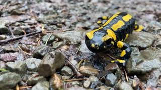 Feuersalamander bei Regen HARZ [upl. by Urina]