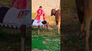 Jai gau Mata Jai shree Krishna 🙏 trending shorts short viral youtubeshorts like foryou new [upl. by Adnoloy775]