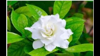 Five tips of GandhrajGardenia plant care and grow [upl. by Ayeki]