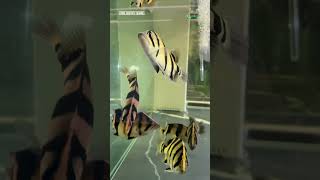 EKSPOR IKAN TIGER FISH VENUS AQUATICS viral [upl. by Redle]