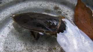 Giant Water Bug  ToeBiter  Alligator Tick  Belostomatidae [upl. by Aneele]