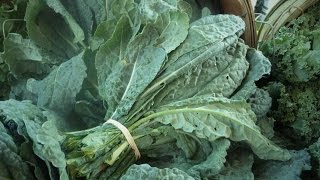 Curly Kale vs Lacinato Kale Which to Choose and Recipes for Using from PlantsRule [upl. by Rogergcam505]