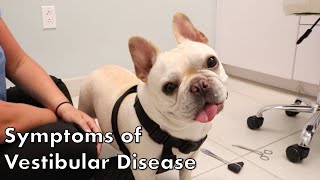 Signs of Vestibular Disease in Dogs [upl. by Supmart]