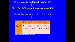 Ségrégation de deux gènes liés chez le ratBACconcours de médecine voir la description de la vidéo [upl. by Modie980]