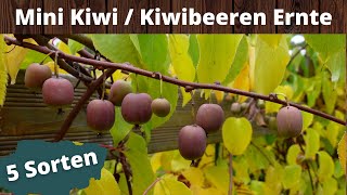 Mini Kiwi  Kiwibeeren Ernte  5 Sorten [upl. by Ocnarf]