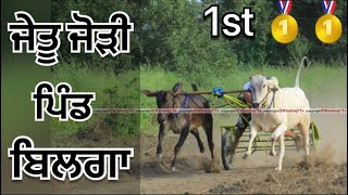 Bilga  Ludhiana  Winner Ox Pair  Bald Race Live  Ox Race Live  Khalsa Tv  Pendu Culture [upl. by Kordula]