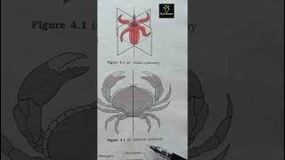 Radial and bilateral symmetry  Animal kingdom ncert imp diagram class 11th ncert biology neet [upl. by Lowndes]