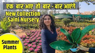 Saini Nursery Visit  Nilothi Village  New summer collection of permanent summer Plants [upl. by Nolad631]