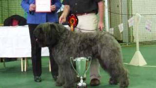 Bouvier Des Flandres Club of Great Britain Championship Show 09 [upl. by Kirchner]