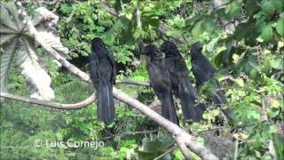 Garrapatero Común  Crotophaga ani  Smmoth billed Ani  CUCULIDAE [upl. by Kreegar647]