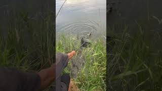 Fishing For Pike At Beautiful Stagecoach Reservoir Oak Creek Colorado nature beautiful shorts [upl. by Adnolay699]