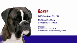 Meister Petz TV  Boxer [upl. by Yetti929]