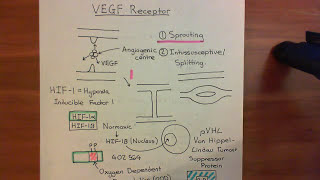 The Vascular Endothelial Growth Factor Part 6 [upl. by Iras]