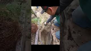 Mechanized planting process of pine and cypress seedlings [upl. by Mariska487]