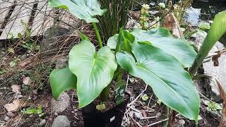 Zantedeschia aethiopica Arum Lily [upl. by Eladnek]