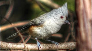 Tufted Titmouse Song [upl. by Ynoffit]