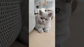 British Shorthair Cat  Adorable amp Fluffy  The Charming Cheshire Cat Breed [upl. by Eelrac]