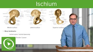 Ischium Location Body amp Bony Landmarks – Anatomy  Medical Education Videos [upl. by Alliscirp]