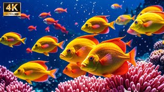 Marvel at Sea Animal in The Best 4K ULTRA HDR AquariumDive Into The Mesmerizing Underwater Realm16 [upl. by Llerej]