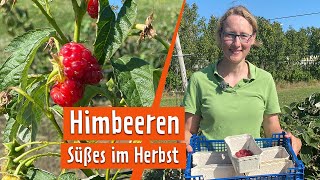 Frische Himbeeren im Herbst  MDR Garten [upl. by Aiyt]