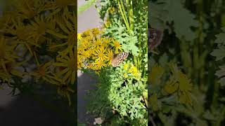 Speckled wood on ragwort [upl. by Sean]