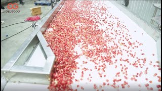 Pomegranate Deseeder Peeling Processing Line [upl. by Niu]