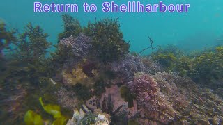 Return to the Shellharbour breakwater with my underwater drone [upl. by Yemrots]